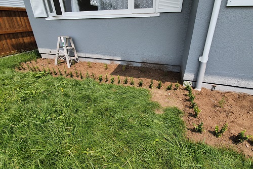 Photo - prepartion for a garden border.