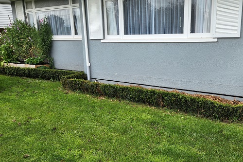 Photo - the established garden border.