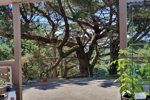 Photo - Old man pine from inside the house blocking the view