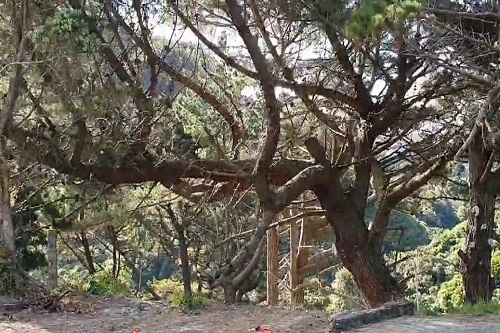 Photo - Old man pine blocking the view