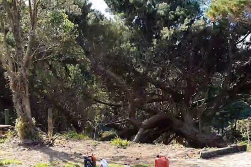 Photo - Old man pine cut down and disappearing down the bank.