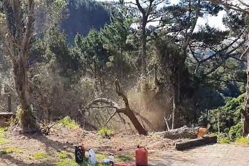 Photo - Old man pine continuing it's journey down the bank