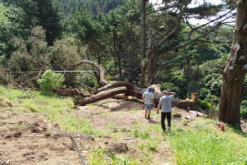 Photo - Old man pine with a cable attached ready to be hauled up.